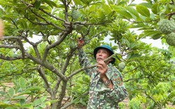 Thị xã này của tỉnh Quảng Ninh sắp bán ra hơn 10.900 tấn loại quả ngon, cây nào cũng đầy trái to bự