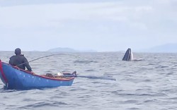 Một con động vật hoang dã khổng lồ bất ngờ săn mồi ngay trước mũi thuyền của ngư dân Bình Định