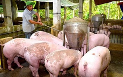 Giá lợn hơi hôm nay đồng loạt giảm, nguy cơ lây lan dịch bệnh chưa dứt