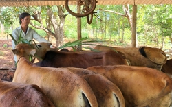 Làm nhà cho bò ở, dân một xã ở Gia Lai không lo mất bò, lại thu được sản phẩm tốt cho cây trồng