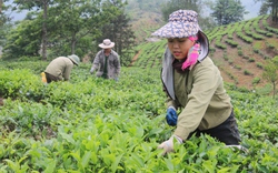 Lào Cai: Điều tra, đánh giá, bình xét hộ "Nông dân sản xuất kinh doanh giỏi" các cấp giai đoạn 2020 - 2025