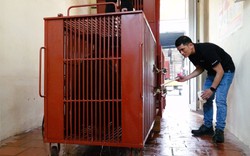 Cục Kiểm lâm chỉ đạo "nóng" sau bài viết rao bán mật gấu tại làng nuôi nhốt gấu lớn nhất Thủ đô