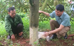 Nhìn hàng loạt gốc sầu riêng đang cho trái bị phá hoại không thương tiếc, chủ vườn ở Đắk Lắk ngất lịm 