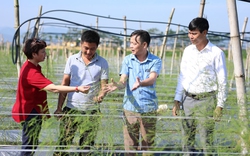 Phú Thọ: Thua lỗ hơn 1 tỷ không bỏ cuộc, trai làng thành tỷ phú nông nghiệp hữu cơ