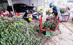 Thương nhân Trung Quốc lại lùng mua, giá thứ quả hay trồng quanh ngõ, ven rào ở Việt Nam tăng gần 5 lần