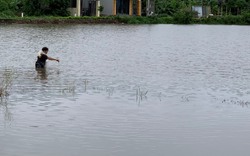 Mưa lớn gây ngập úng lúa mùa: Nhiều hợp tác xã thiệt hại tiền tỷ, dân "ngậm đắng" dùng lúa ăn để cấy lại