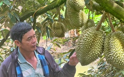 Nhanh tay chuyển hướng trồng sầu riêng VietGAP, lão nông Lâm Đồng được doanh nghiệp đặt cọc, doanh thu 8 tỷ đồng