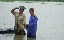 Mưa lớn kéo dài, 500ha lúa của nông dân Cà Mau chìm trong nước, nguy cơ mất trắng