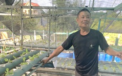 Trên trồng rau thủy canh, dưới nuôi ếch Thái Lan, chỉ vài tháng ếch đã to bự, anh nông dân Quảng Bình chắc thắng