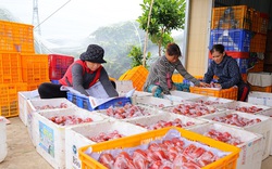 Loại quả trong Nam gọi là mận, ngoài Bắc gọi là roi đắt hàng, dân Đồng Tháp bán một công lãi 40 triệu đồng