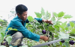 Nông dân "vựa" rau lớn nhất huyện Quản Bạ trồng hàng chục hecta thứ cây cho quả tím, được siêu thị lớn bao tiêu
