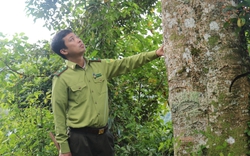 Bí quyết bảo vệ và phát triển rừng ở vùng đồng bào dân tộc thiểu số