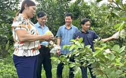 Thanh Hóa: Nông dân Vĩnh Lộc thi đua sản xuất, kinh doanh giỏi gắn với xây dựng nông thôn mới