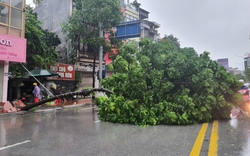Bão số 2 năm 2024 mới nhất: Suy yếu thành áp thấp nhiệt đới, gió giật cấp 7, gây mưa to ở Quảng Ninh
