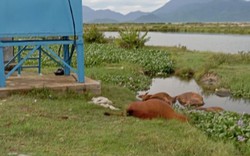 4 con bò bị điện giật chết bên cạnh trạm bơm nước ở Thừa Thiên Huế