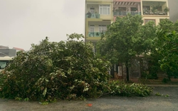 Bão số 2 đổ bộ Quảng Ninh, nhiều cây lớn bị quật đổ, Quốc lộ 18 ngập