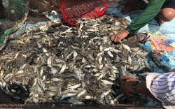 Ở Hậu Giang, một người nuôi thành công cá đặc sản, kéo lưới dính dày đặc, bán 76.000 đồng/kg, khối người mua