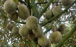Một loại quả đặc sản được mùa, trúng giá, nhà vườn ở xã này của Bình Thuận thu tiền tỷ