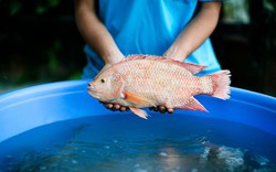 Nuôi cá điêu hồng: Giải pháp quản lý trong giai đoạn chuyển mùa