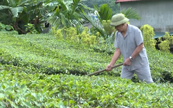 Lão nông U70 ở Lào Cai thu nửa tỷ mỗi năm từ mô hình kinh tế tổng hợp