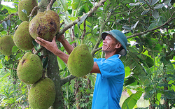 "Biến" đất bỏ hoang thành trang trại, ông nông dân Nam Định nuôi con gì, trồng cây gì mà giàu lên trông thấy?