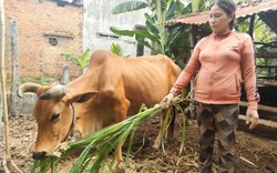 Vốn tín dụng Ngân hàng CSXH giúp nông dân nghèo tỉnh Khánh Hoà có vốn làm ăn, xây nhà mới khang trang