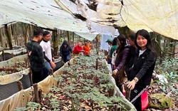 Giáp ranh Kon Tum-Quảng Nam có một ngọn núi nổi tiếng trồng thứ cây đắng gắt, là "thuốc dấu" bí truyền