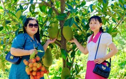 Du khách sảng khoái khi bước vào vườn trái cây được “hái tận tay, ăn ngay tại chỗ" ở Ninh Thuận 