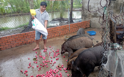 Con vật nuôi ăn tạp này được anh nông dân Cà Mau nuôi thành công, hễ bán một con giống thu 1 triệu đồng