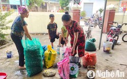 Con động vật khiến nông dân Nghệ An "ghét cay ghét đắng", hễ bắt lên bờ người ta mua hết sạch