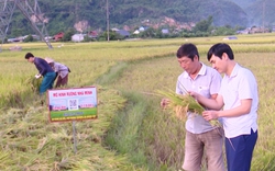 Sản xuất lúa hữu cơ gắn với mô hình “ruộng nhà mình” đem lại hiệu quả cho nông dân vùng cao