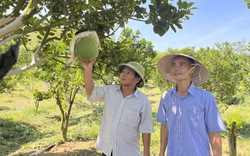 Trồng bưởi da xanh ra trái quanh năm, anh nông dân được Chủ tịch UBND tỉnh Bình Định tặng bằng khen