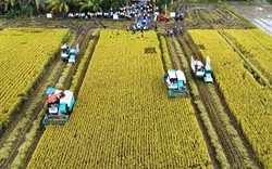 Lần đầu tiên thu hoạch lúa giảm phát thải ở Cần Thơ: Đông người đến xem, doanh nghiệp, nông dân Philippines cũng sang học hỏi