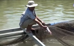 Hàng tấn cá lăng đuôi đỏ lăn ra chết, người nuôi cá lồng trên sông La Ngà đứng ngồi không yên