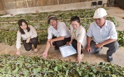 Hội Nông dân tỉnh Bà Rịa – Vũng Tàu đẩy mạnh phát triển kinh tế tập thể, đưa nông sản tiếp cận thị trường