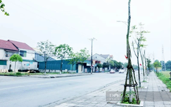 Phương thức trúng thầu sát giá của Cây xanh Công Minh trên "sân nhà" Bình Phước