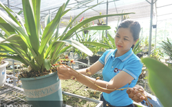 Ứng dụng công nghệ vào sản xuất tạo hiệu quả mới của nông nghiệp đô thị Đà Nẵng