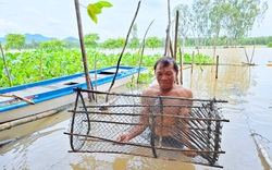 Mùa nước nổi An Giang, dưới sông "con nước đã lừ đừ chín đỏ", dân câu lưới chuẩn bị vào mùa cá đồng