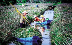 Lá của loại cây cho trái nhiều mắt trước chỉ vứt đi không ngờ lại có thể tạo ra vật liệu siêu hút nước