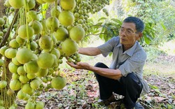 Tỷ phú nông dân ở Bình Định trồng tiêu leo cây dừa, trồng xen canh cây đặc sản, nhận Bằng khen của Thủ tướng