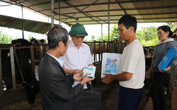 Vụ bò sữa chết bất thường ở Lâm Đồng: Hộ dân đầu tiên tự chữa khỏi được cho bò