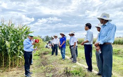 Cách bón phân hiệu quả cho cây ngô sinh khối, năng suất bình quân hơn 74 tấn/ha
