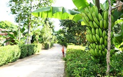 Một làng ở Hà Tĩnh, chưa phải làng du lịch, chả có di tích, kỳ quan mà đẹp kiểu này khiến ai cũng muốn đến