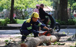 TP.HCM cấp tập "khám bệnh" cây xanh sau sự cố chết người