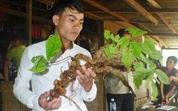 Có loại sâm bán hàng trăm triệu đồng/kg, người trồng kêu khó bán, chuyên gia bày cách để giảm giá, dễ tiêu thụ