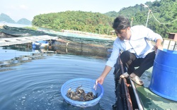 Một người Hòa Bình nuôi thành công loại cá ngon ví như nhân sâm nước, bán 400.000 đồng/kg