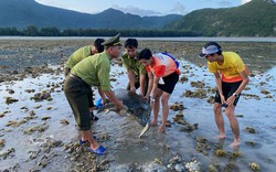 Đang đi tìm "bạn gái" thì bị mắc cạn ở Côn Đảo, con động vật hoang dã nặng tới 65kg được giải cứu 