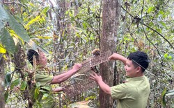 Một khu rừng rậm ở Điện Biên còn vô số động vật hoang dã, cây sách Đỏ, dân trồng dược liệu quý dưới tán