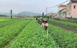 Một cánh đồng ở Nghệ An, dân trồng thứ rau gì mà "hễ xước tí da" là ra mùi thơm, nhổ lên là bán hết?