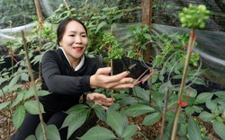 Quảng Nam tham vọng đưa sâm Ngọc Linh sánh ngang sâm của Hàn Quốc, Mỹ, Nga và Canada